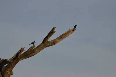 DSC_3767 (Large).JPG